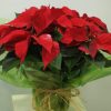 Planta de Navidad 2