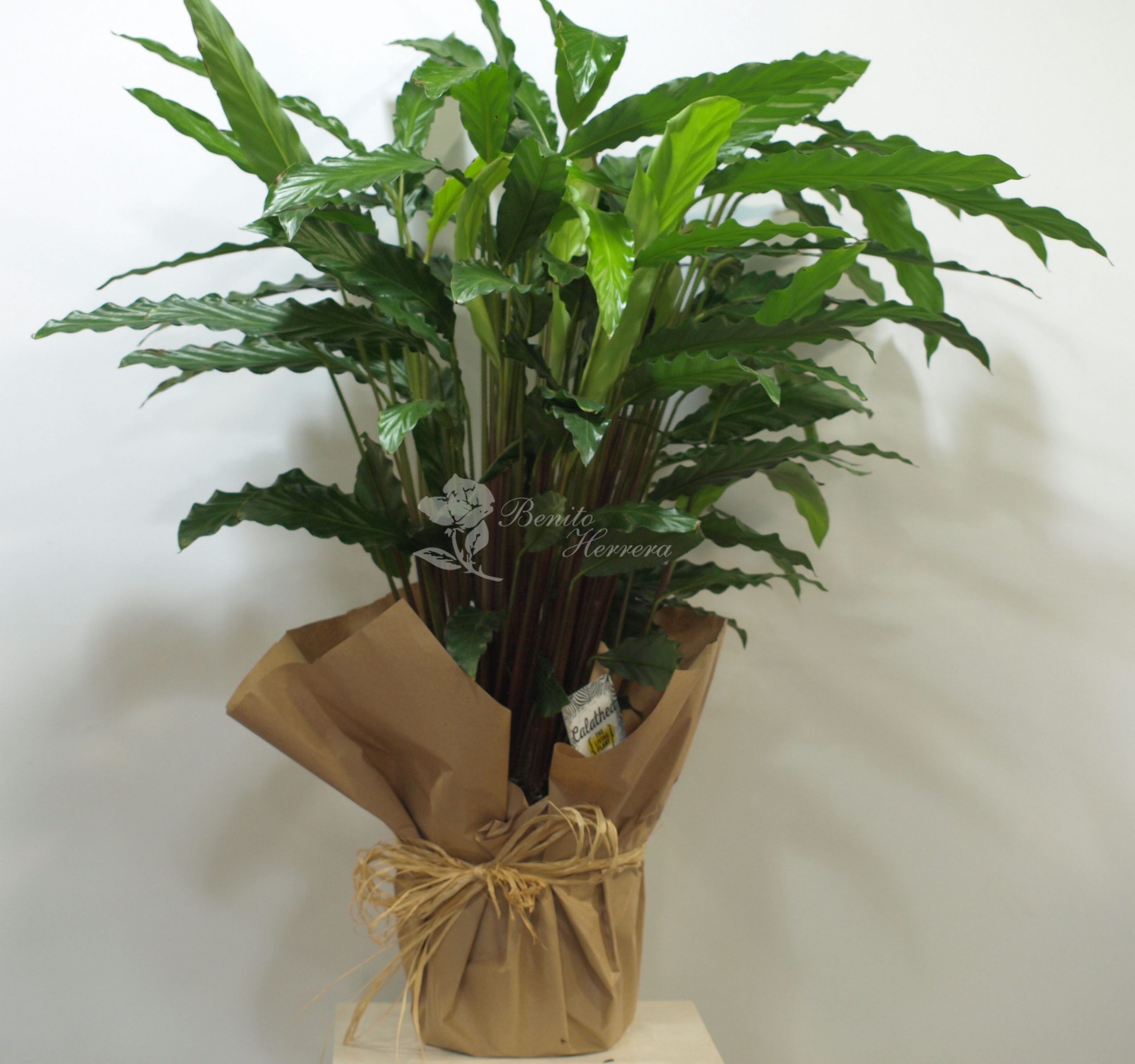 Calathea 4 Calathea 4