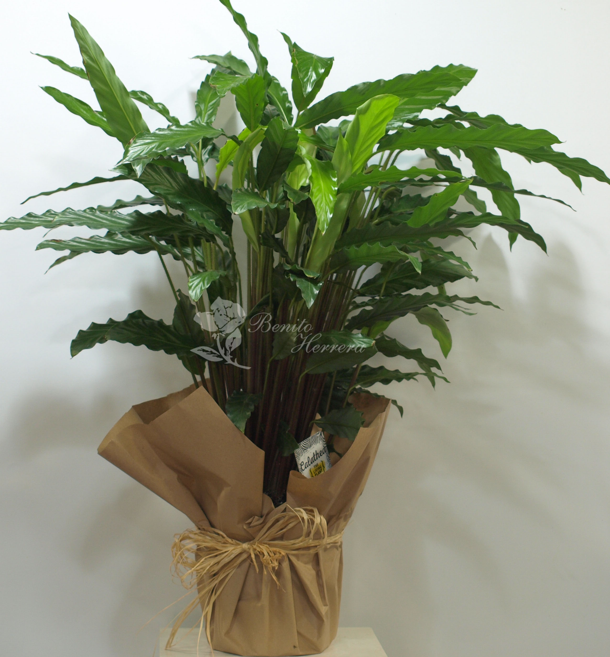 Calathea 3 Calathea 3