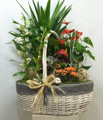 Cesta de asas plantas 6 Cesta de asas plantas 6