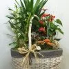 Cesta de asas plantas