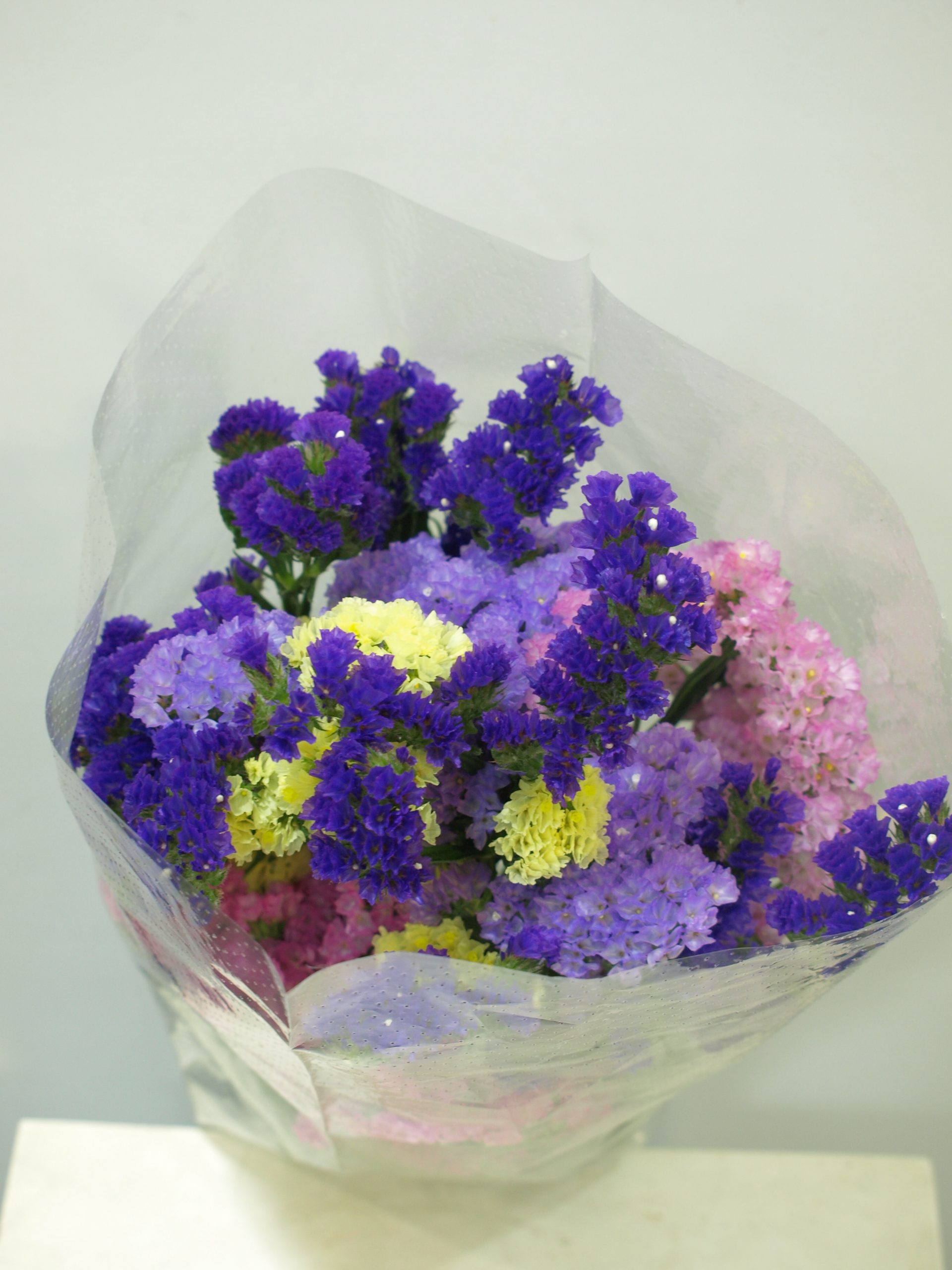 Statice siempreviva 3 Statice siempreviva 3