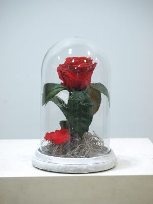 Cúpula Rosa eterna 4 Cúpula Rosa eterna 6