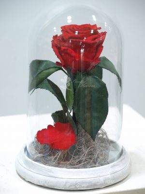 Cúpula Rosa eterna 4 Cúpula Rosa eterna 6