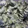 Eucalyptus cinerea 1