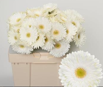 Gerbera paquete. 3