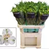 Alstroemeria paquete. 2