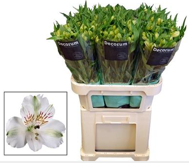 Alstroemeria paquete. 3
