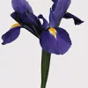 Iris 10 tallos