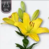 Lilium 10 tallos