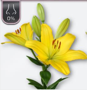 Lilium 10 tallos 3