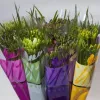 Freesia paquete 10 tallos 2