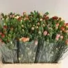Clavel mini paquete