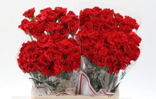 Clavel paquete. 3
