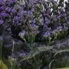Limonium paquete