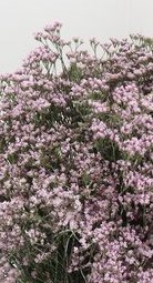 Limonium paquete - Rosa