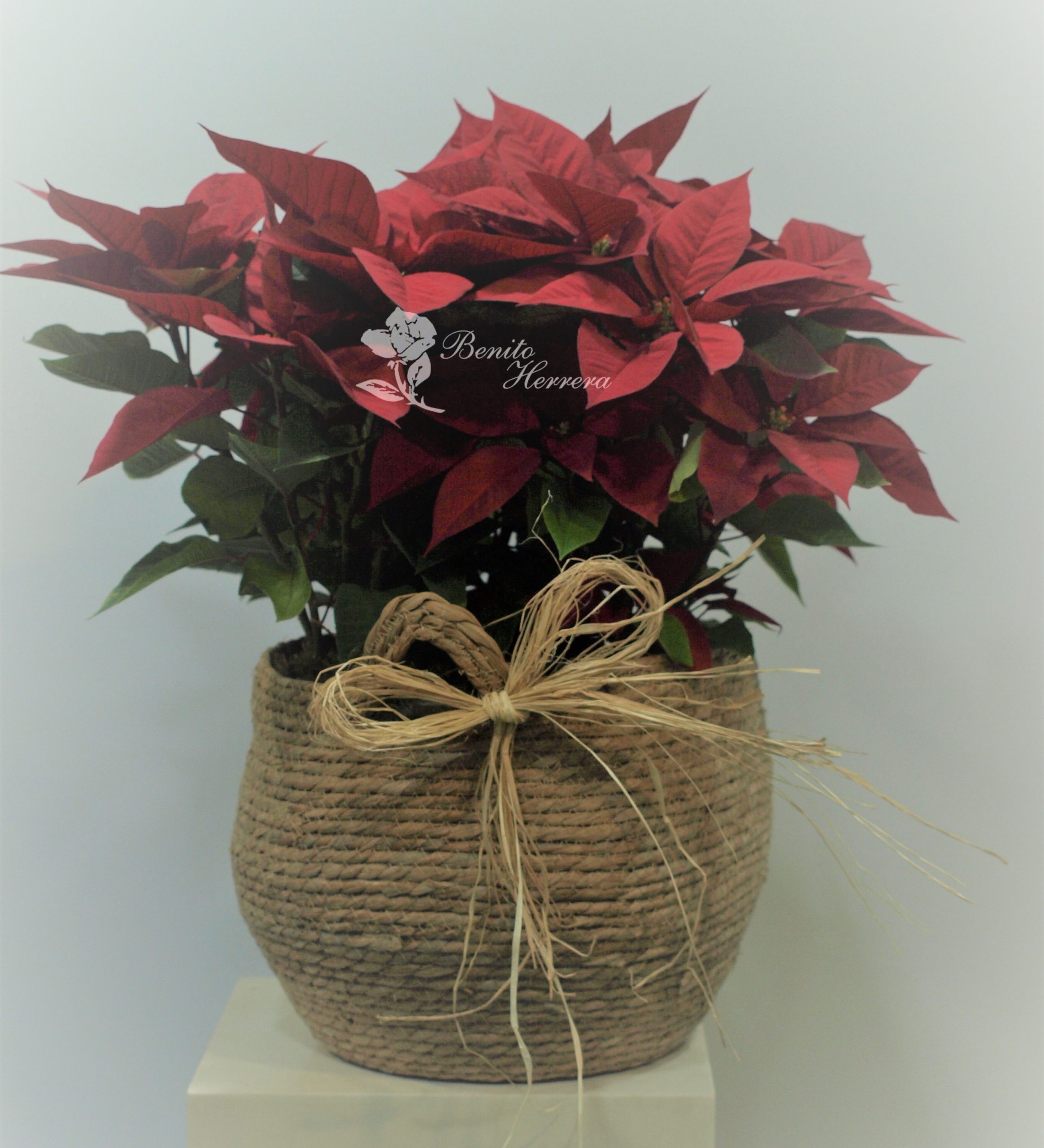 Capazo rustico con tres plantas de navidad. 3 Capazo rustico con tres plantas de navidad. 3