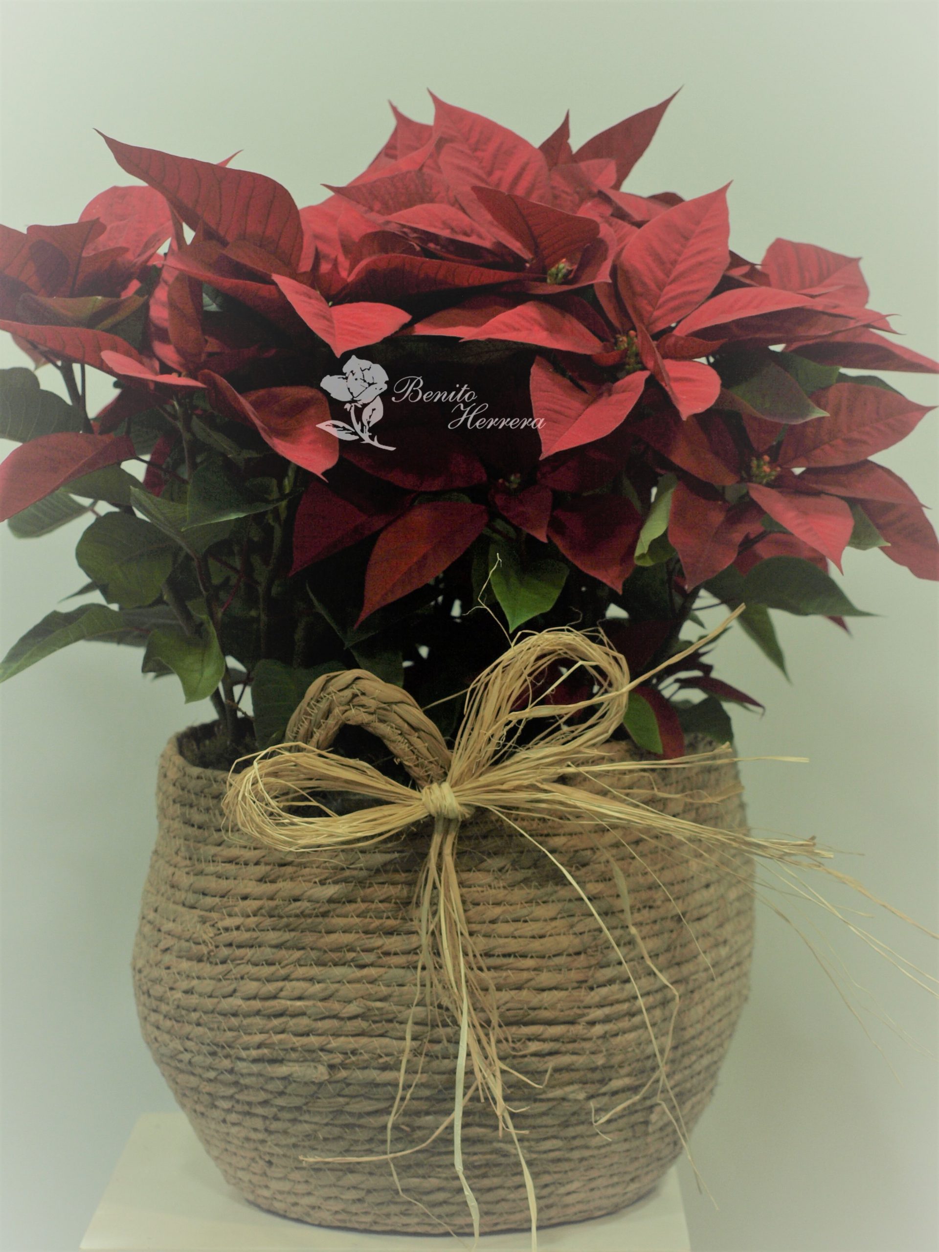 Capazo rustico con tres plantas de navidad. 4 Capazo rustico con tres plantas de navidad. 4