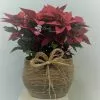 Capazo rustico con tres plantas de navidad. 2