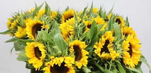 Girasol paquete 3 Girasol paquete 3