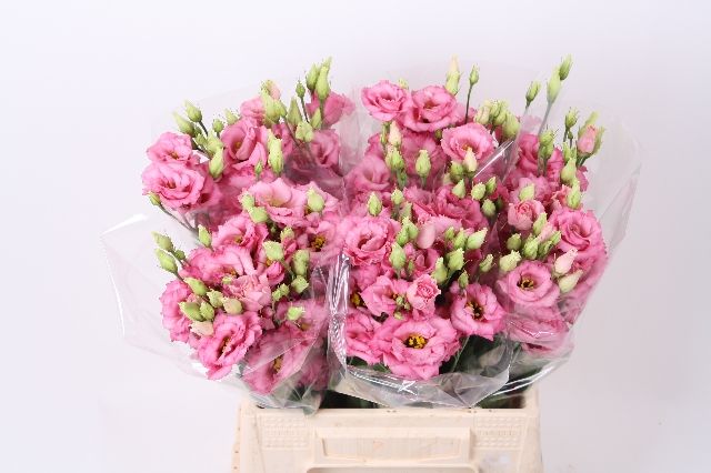 Lisianthus paquete 3 Lisianthus paquete 3