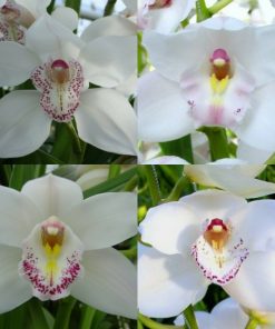 Rama de orquidea cymbidium 5
