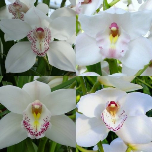 Rama de orquidea cymbidium 3