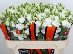 Lisianthus paquete - Blanco