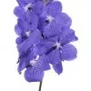 Orquidea Vanda rama