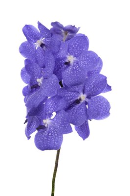 Orquidea Vanda rama 3
