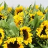 Girasol paquete