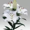 Lilium Oriental 10 tallos
