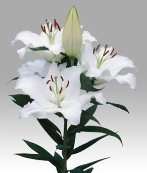 Lilium Oriental 10 tallos 3