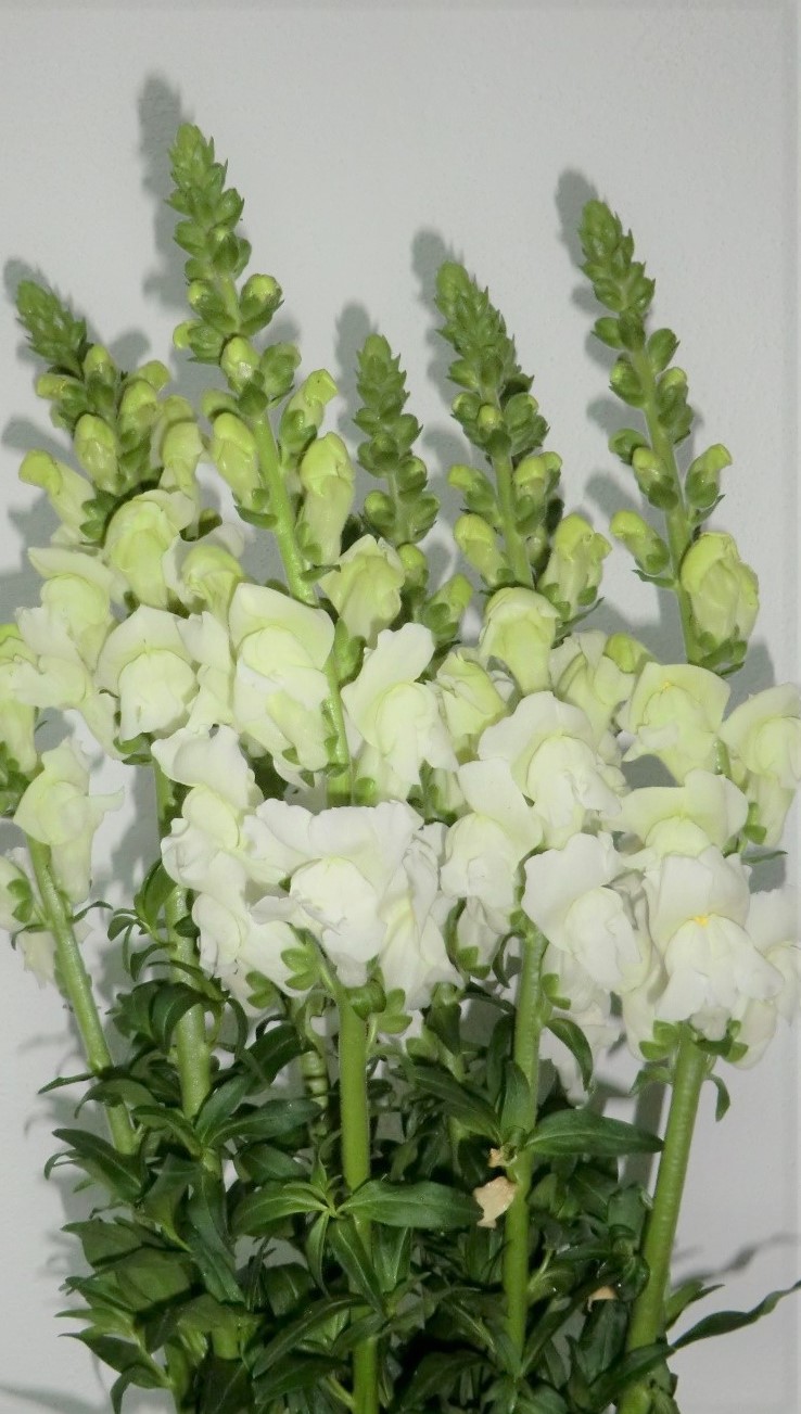 Antirrhinum blanco 3 Antirrhinum blanco 3