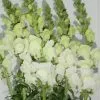 Antirrhinum blanco 2
