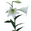 Lilium longiflora blanco 1