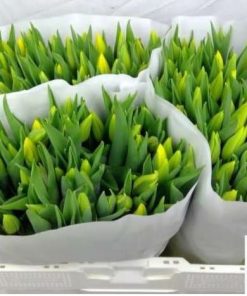 Tulipanes paquete 10tallos. - Amarillo