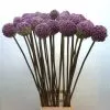 Allium 1
