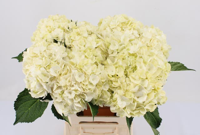 Hortensia 3 Hortensia 3