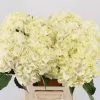 Hortensia 1