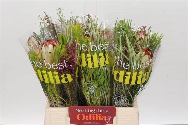 Africanos mix con protea 4