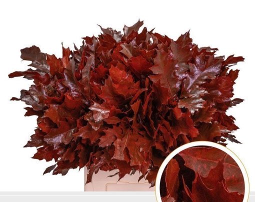 Quercus hoja roble. 2