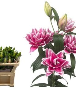 Lilium oriental doble sin polen.