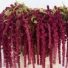 Amaranthus rojo 2