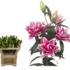Lilium oriental doble sin polen. 2