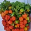 Physalis naranja. 1