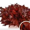 Quercus hoja roble. 2