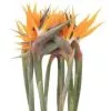 Ave del paraiso, Strelitzia
