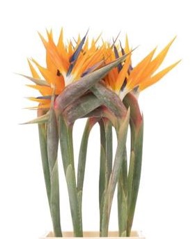 Ave del paraiso, Strelitzia 3