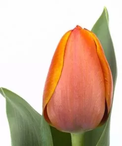Tulipanes paquete 10tallos. 7
